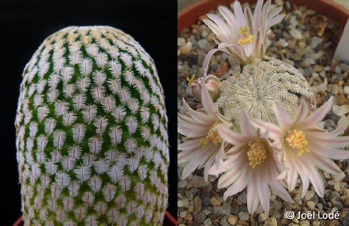 Mammillaria pectinifera ©JLcoll.2883